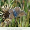 aricia teberdina tcheget female 1